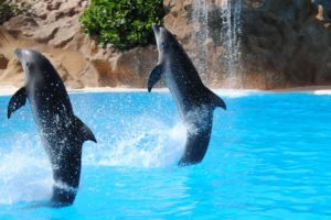 Istanbul Dolphinarium